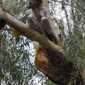 Authentic Pakistani wild honey harvested from natural forests