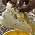 Natural unprocessed wild honey with honeycomb